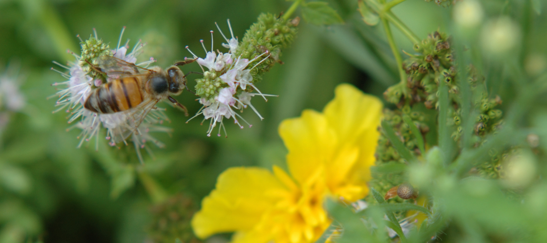 Companion planting attracts pollinators and repels pests