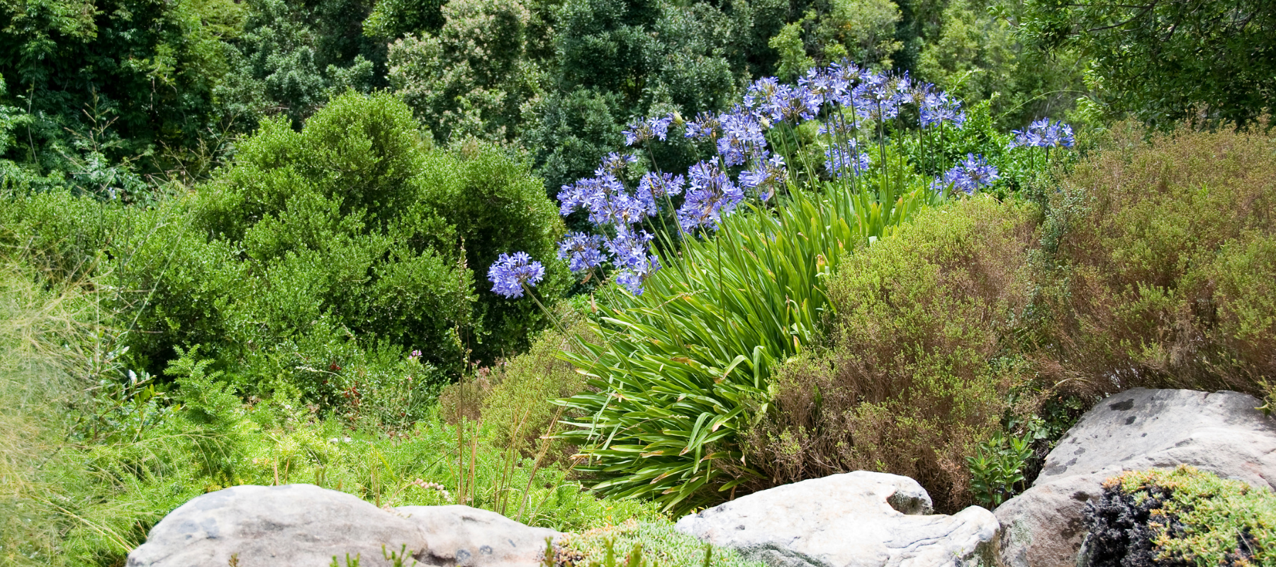 Why are Australian summer gardens so disappointing?