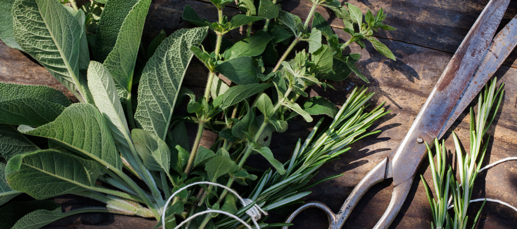 Healing Herbs for Health and Wellbeing