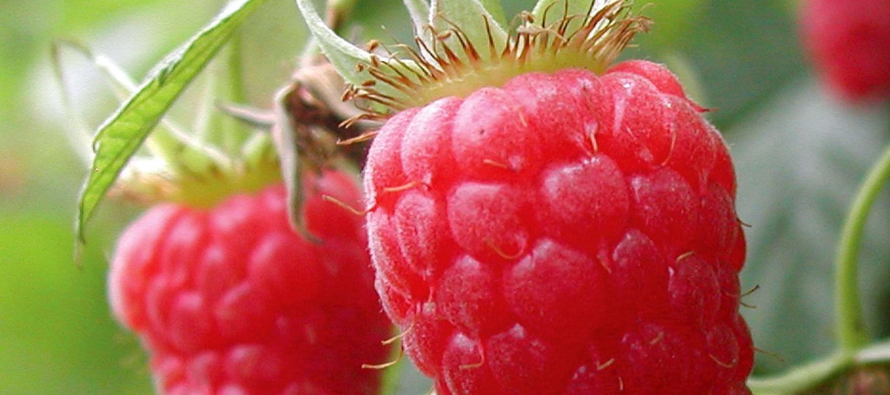 How to Plant and Grow Raspberries