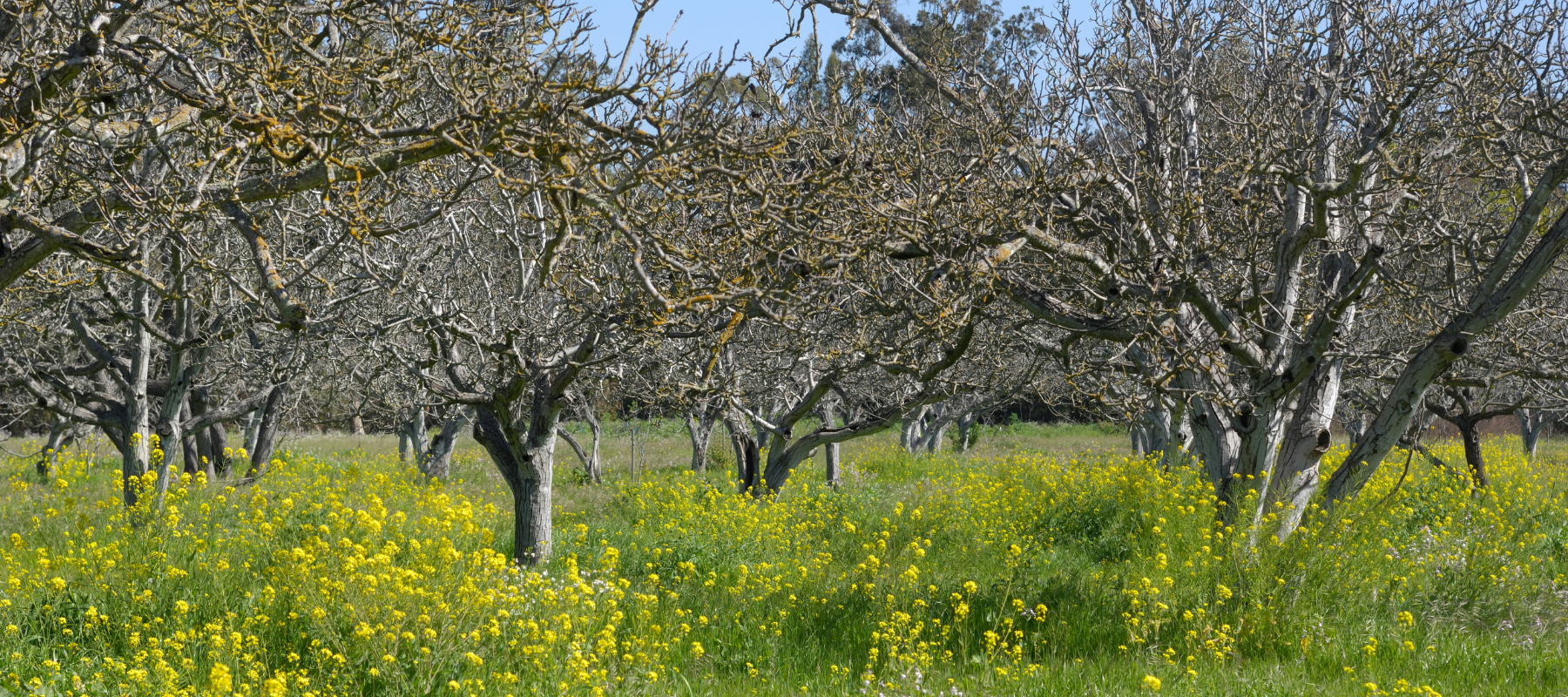 How to care for your fruit trees in winter