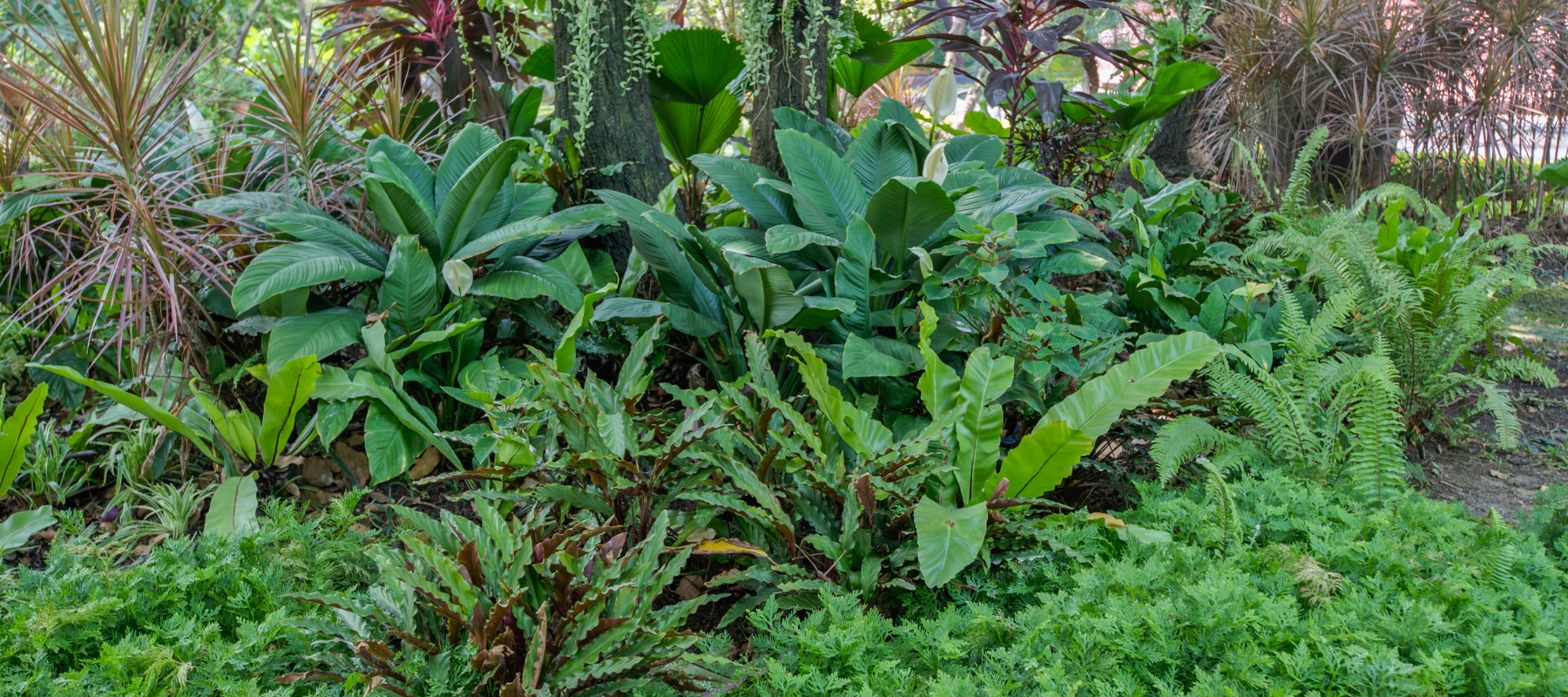 Subtropical Growing Zone