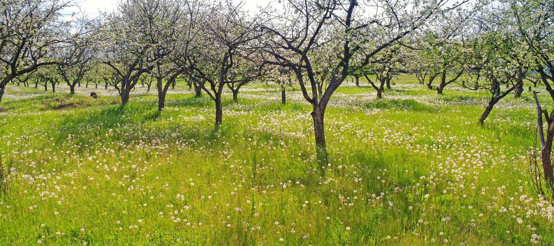 Underplanting Orchards