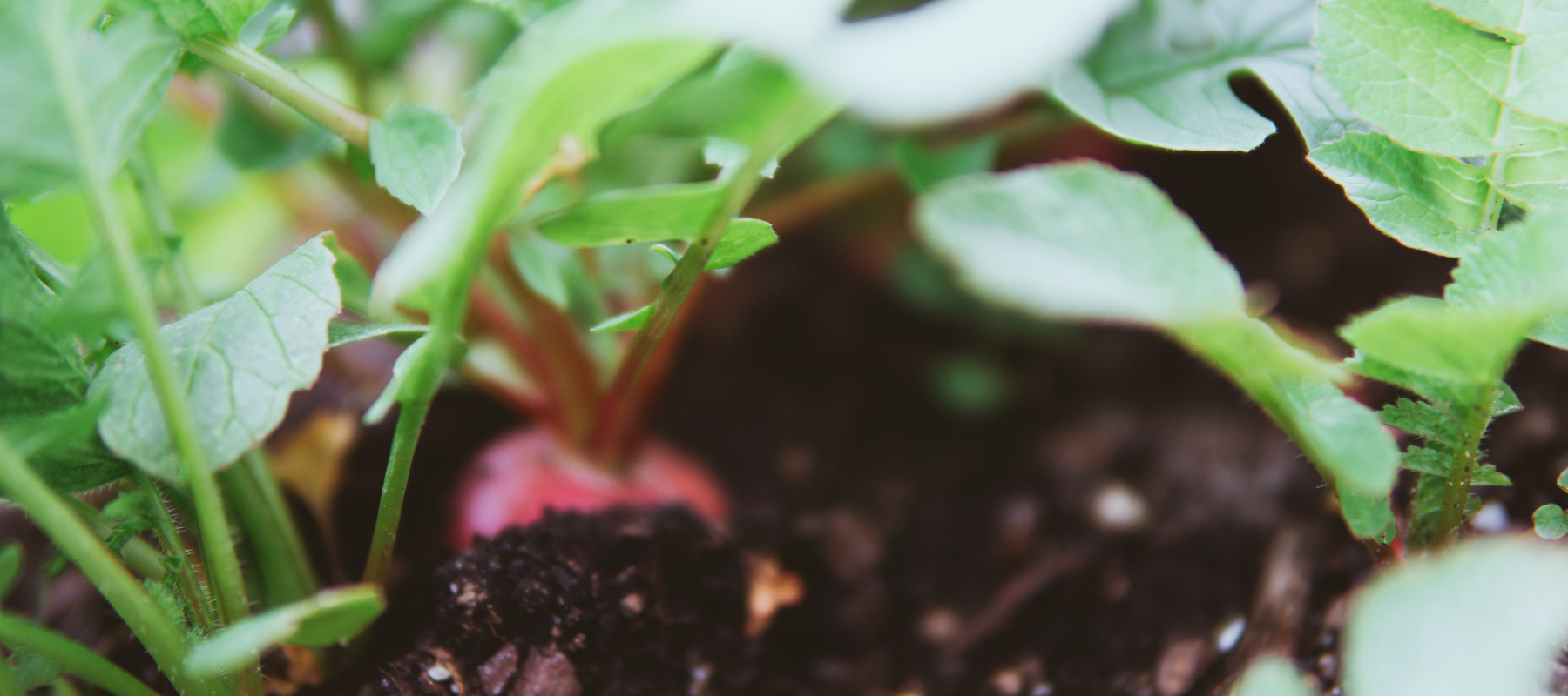 Organic Gardening - Growing your own Fertility