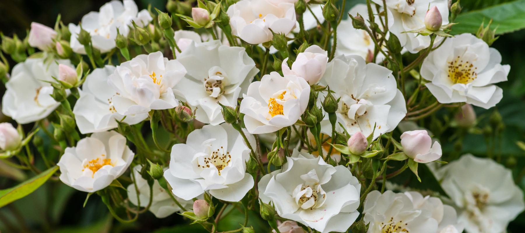 Taming Wild Roses