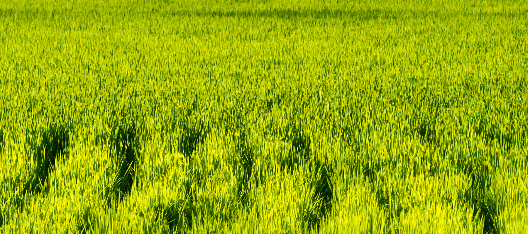 The future of food