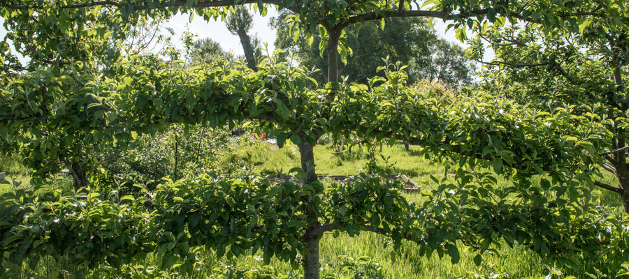 The "Hauteculture" of Espalier