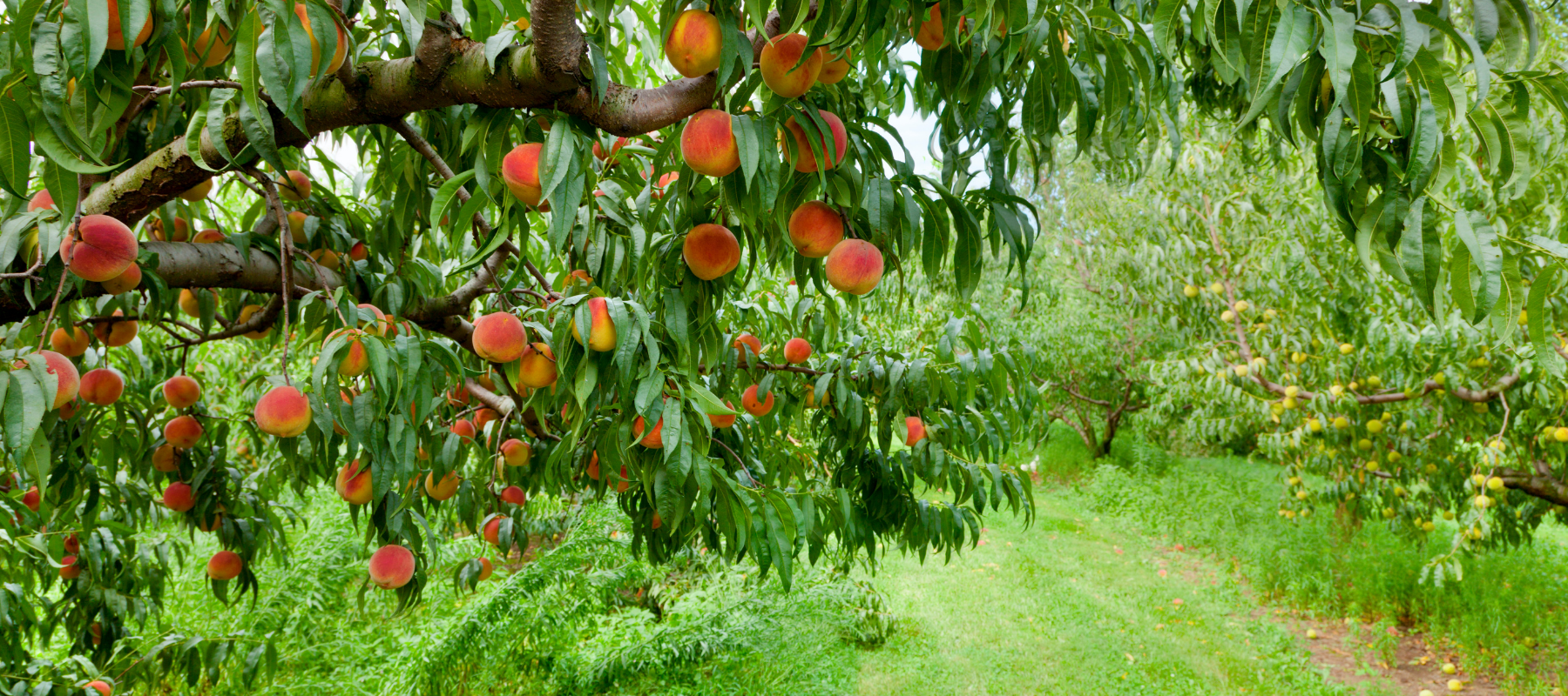 Q&A Fruit Trees