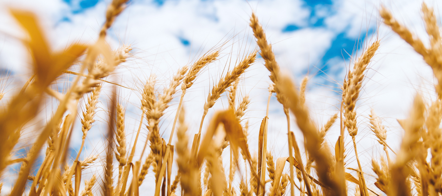 Why do we import food?