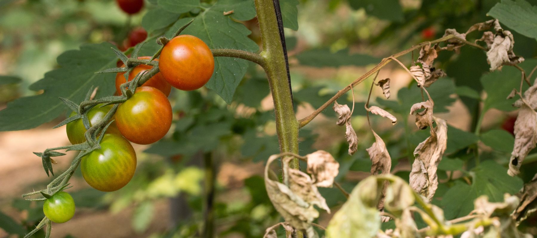 What are Russet Mites?