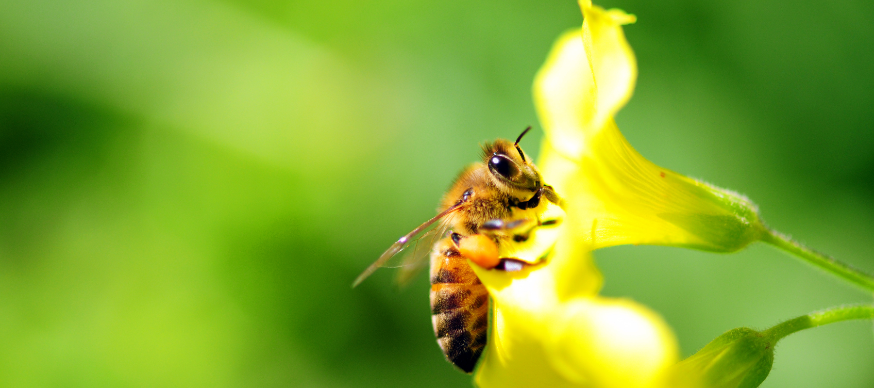 Bees and colony collapse