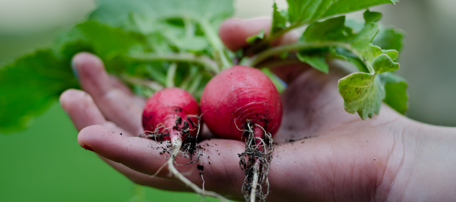 Maintaining Heirloom Seed Integrity