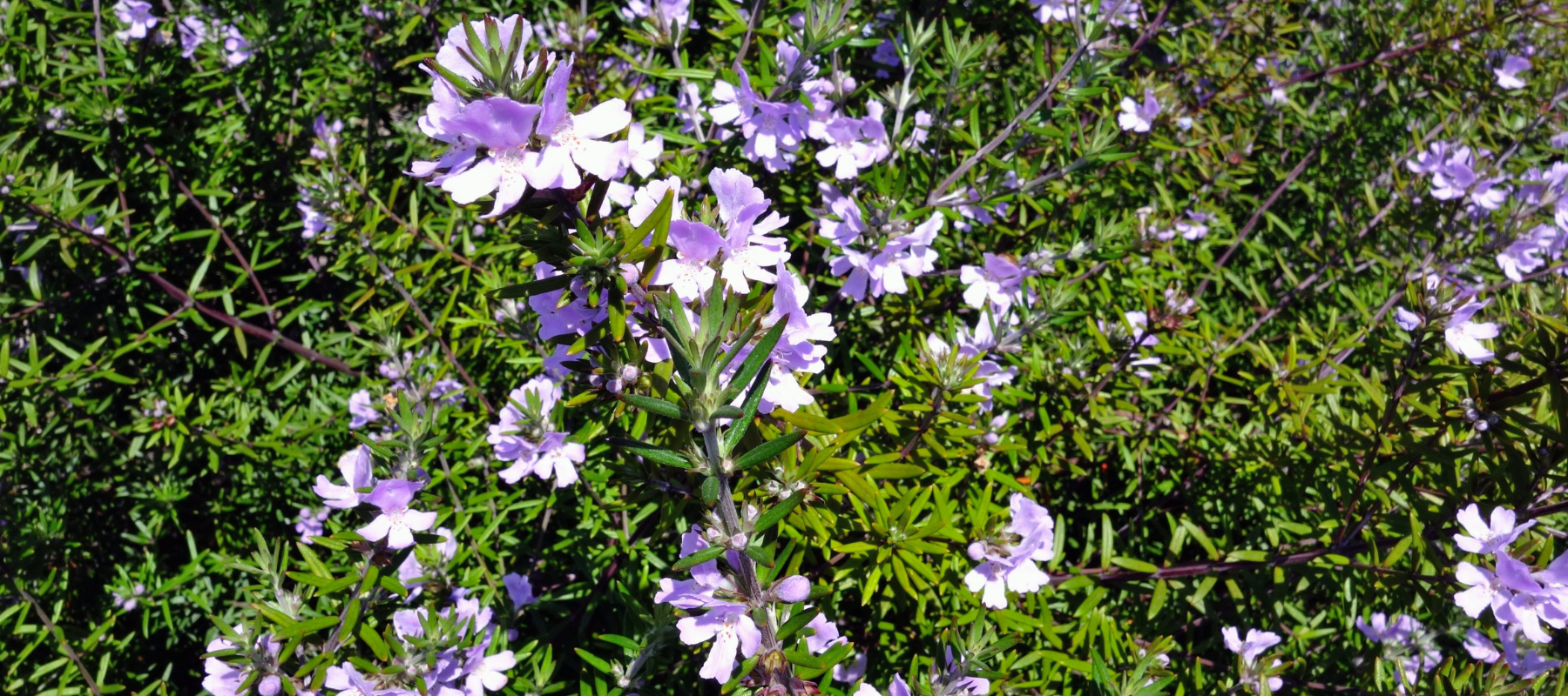 Can an 'Australian Garden' be planted with non-natives