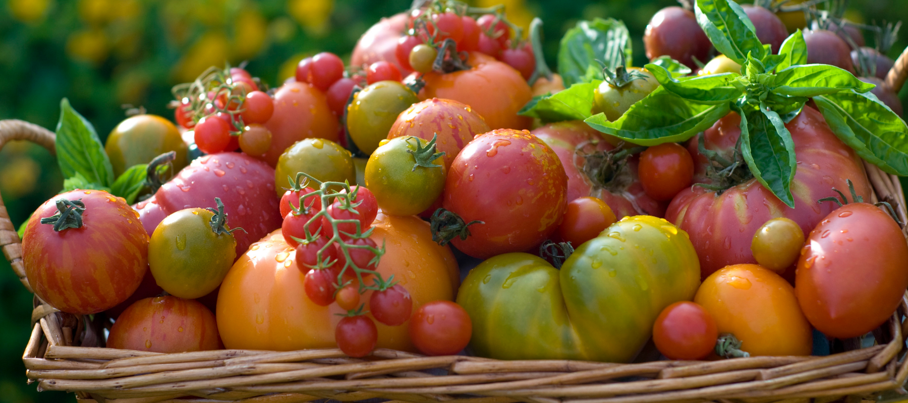 David Cavagnaro: Former Farm Manager for the Seed Savers Exchange