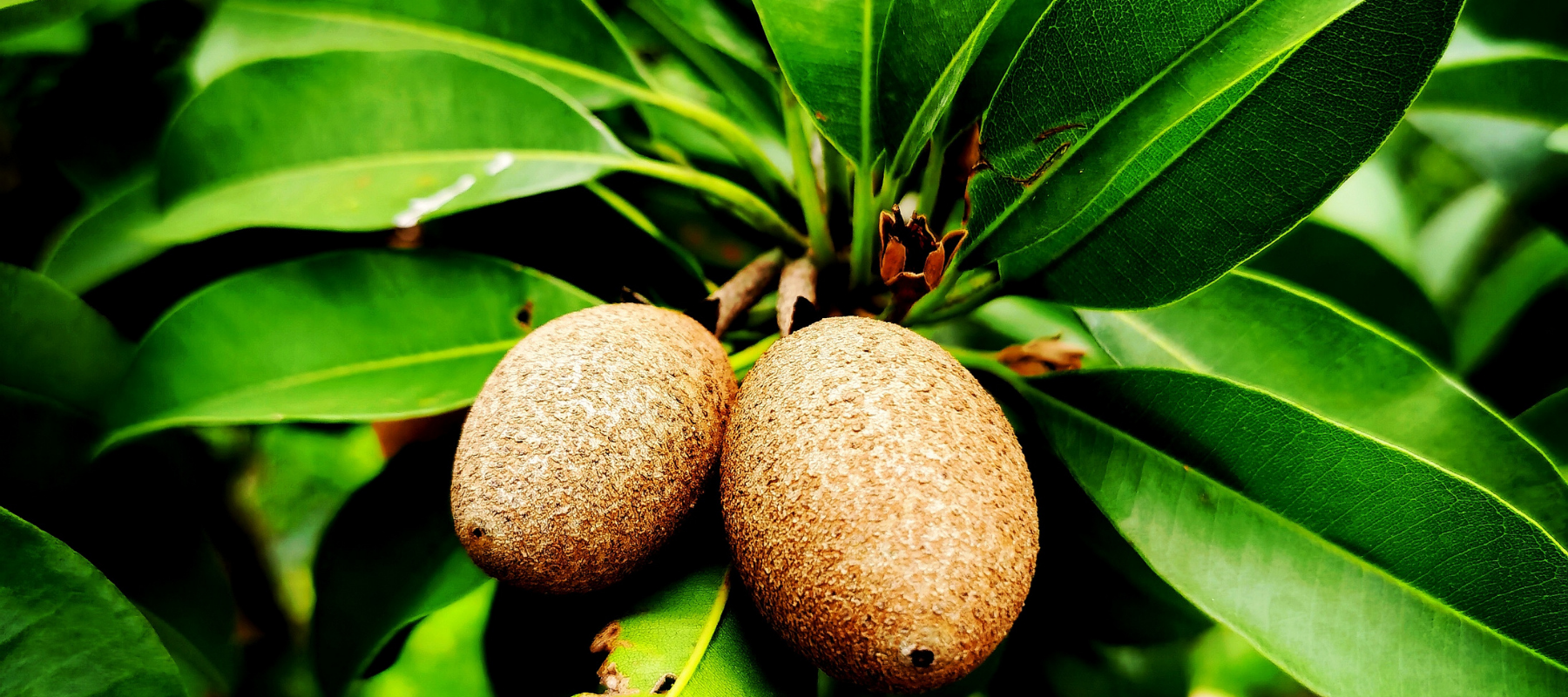 Choosing plants and trees that will survive a warmer climate