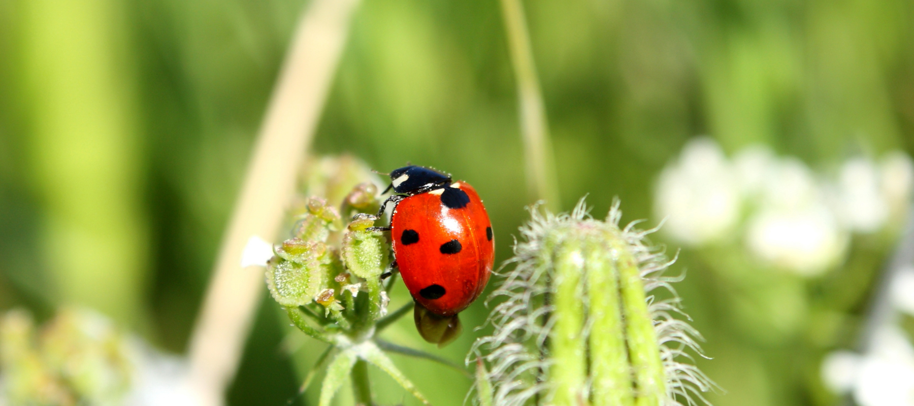 Pest and Disease Control in the Garden