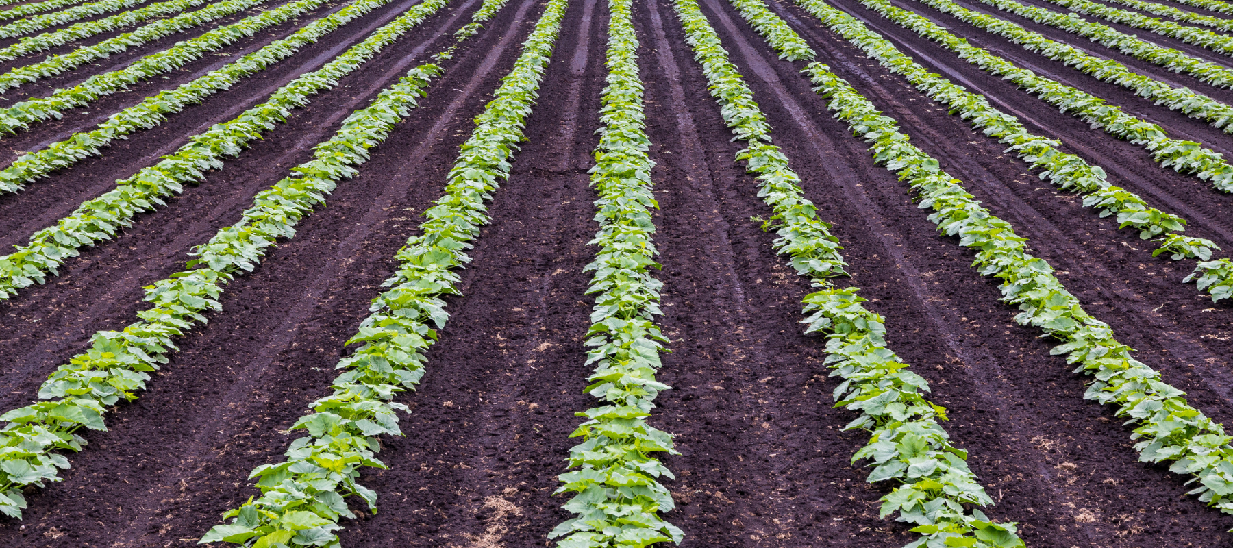 The corporatisation of our food supply
