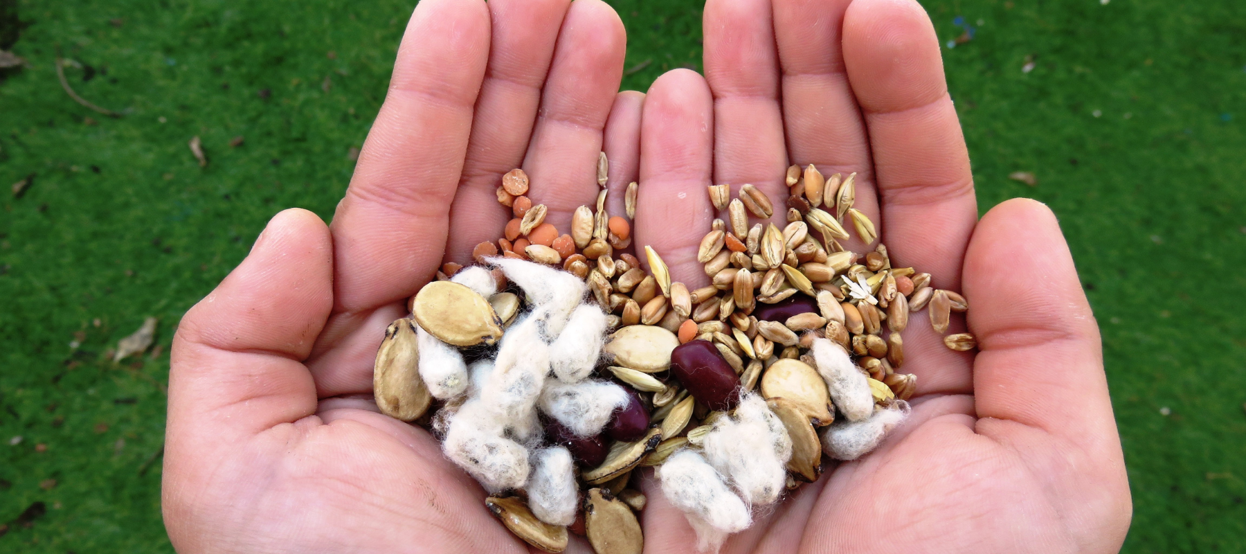 Understanding Seed Types