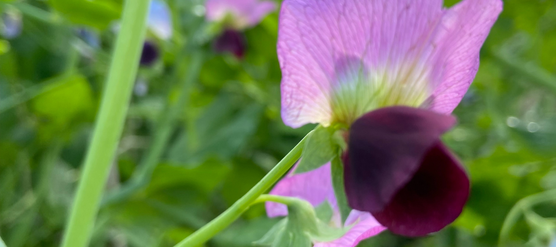 Sharing an Heirloom Pea