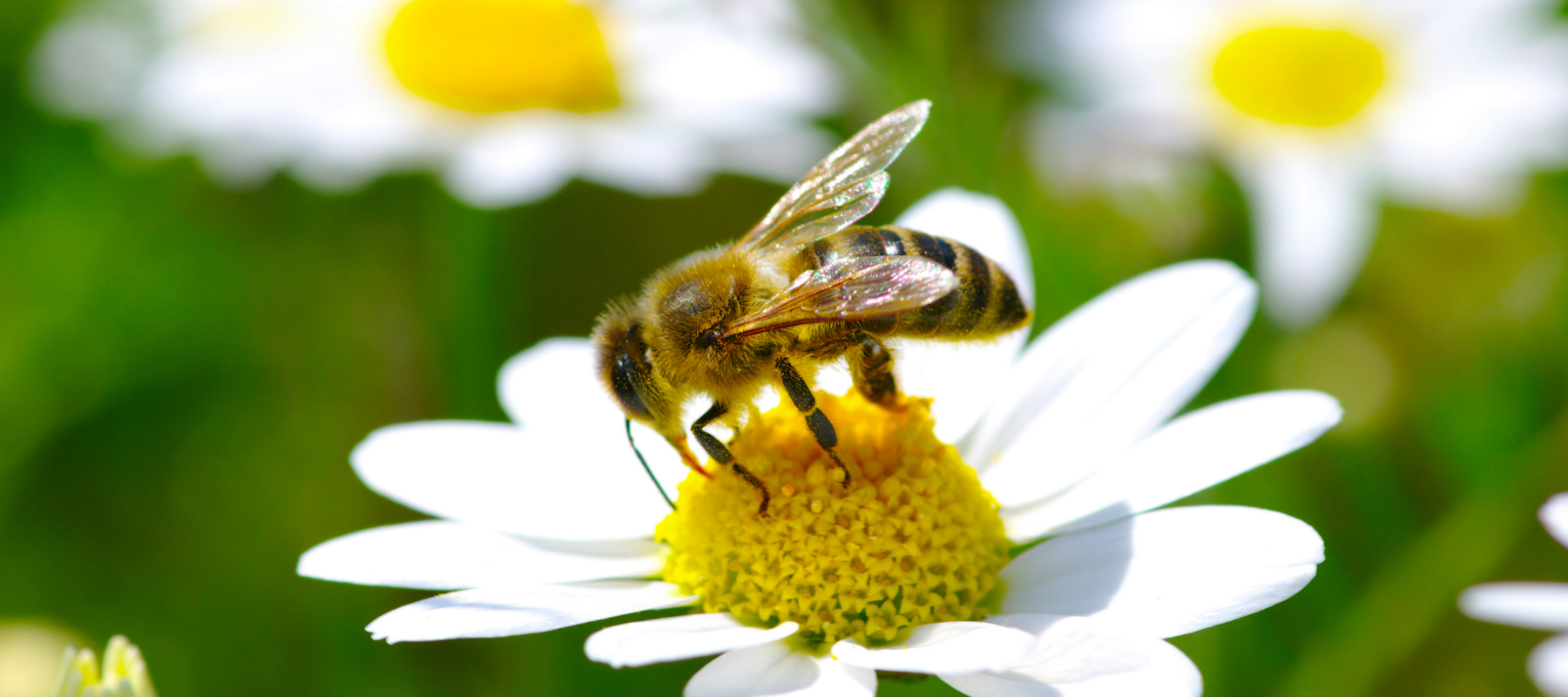 Six top tips for attracting bees to your garden