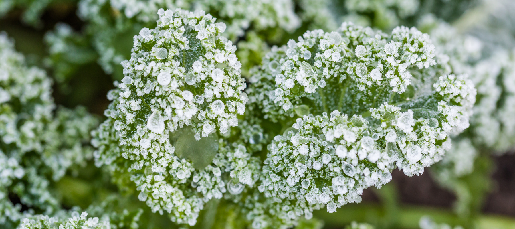 Protecting your plants from the winter chill