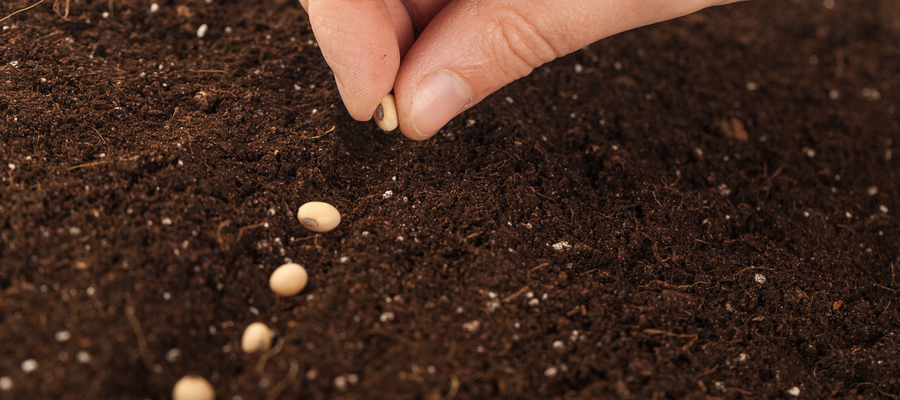 Seed - The untold story