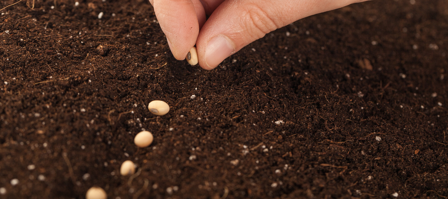 Seed - The untold story