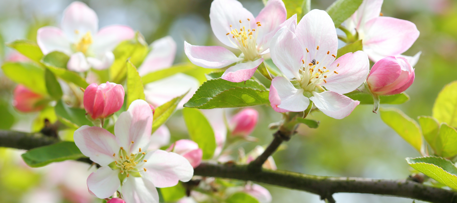 Apple Harvest and Pollination