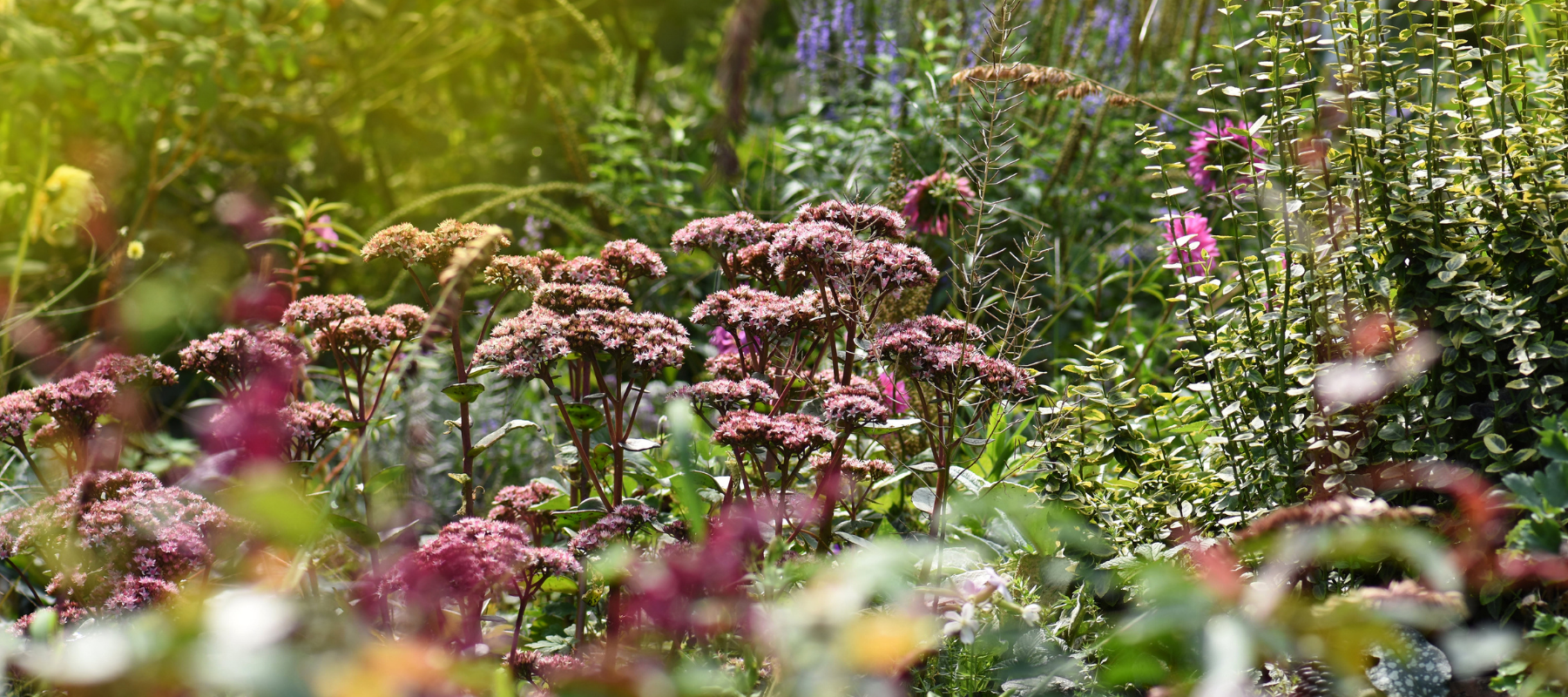 Designing for Autumn Colour