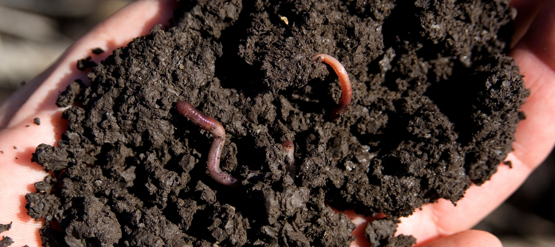 How Carbon Created Soils