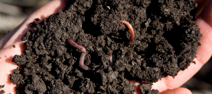 How Carbon Created Soils