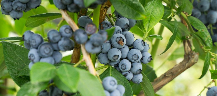 Growing Blueberries The Diggers Club