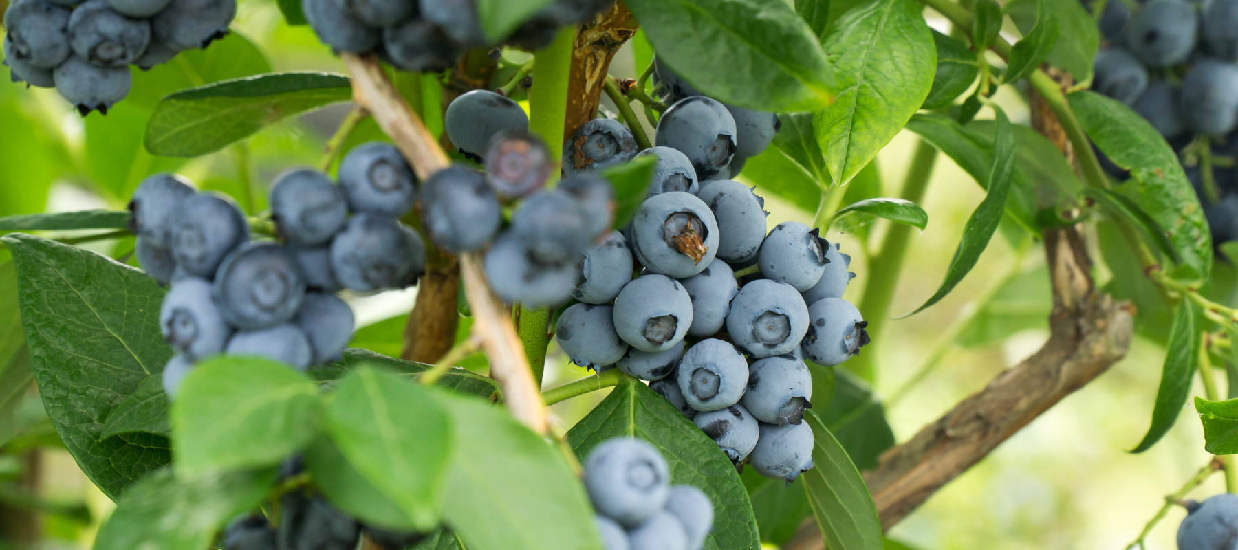 Growing Blueberries The Diggers Club