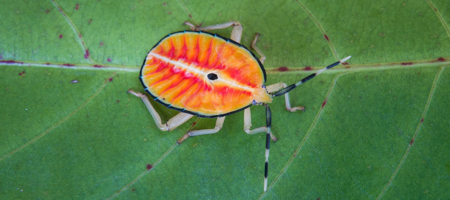 Bronze citrus bugs