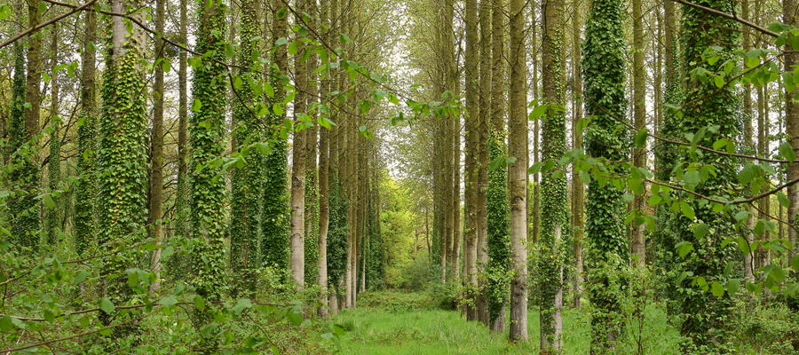 We must all "speak for the trees"