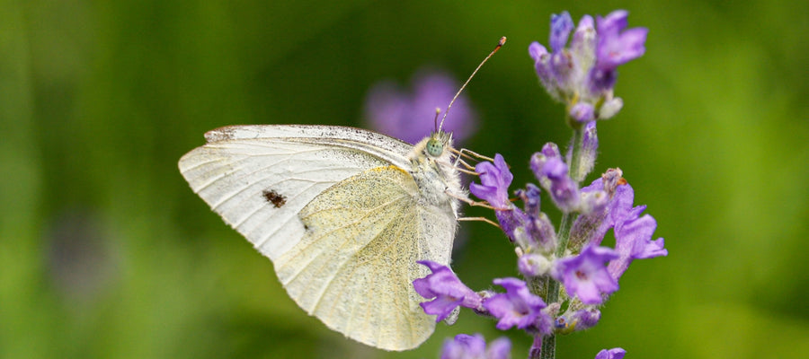 Cabbage white butterfly