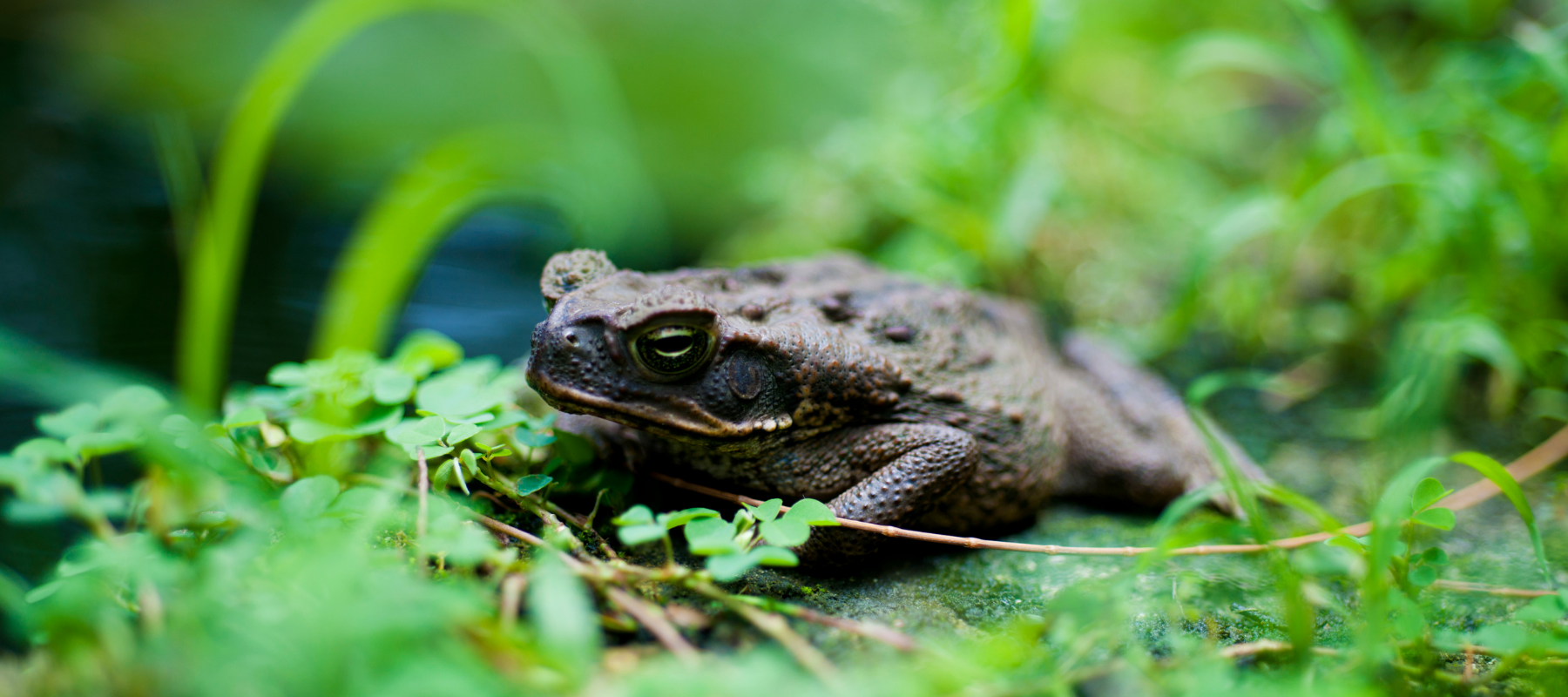 Coping with High Humidity and Cane Toads