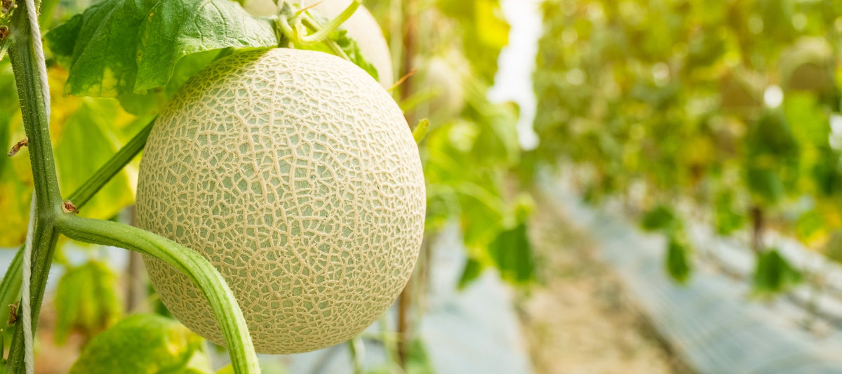 Cascading harvest The Diggers Club