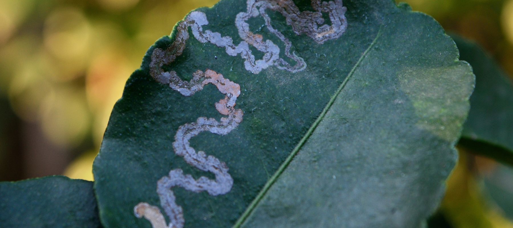 What is Citrus Leafminer?