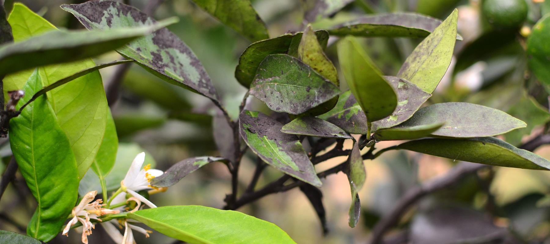 What is this black mouldy growth on my citrus leaves?