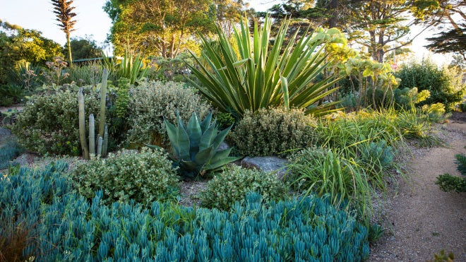 7 Steps to a Stylish Coastal Garden