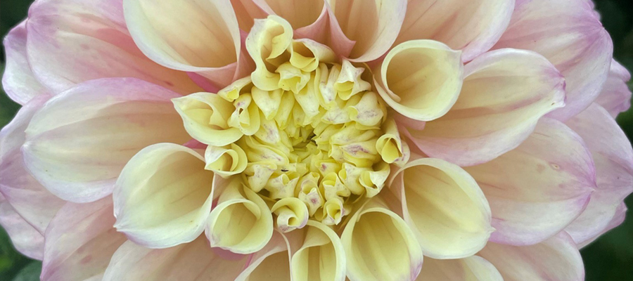 Cutting back Dahlias