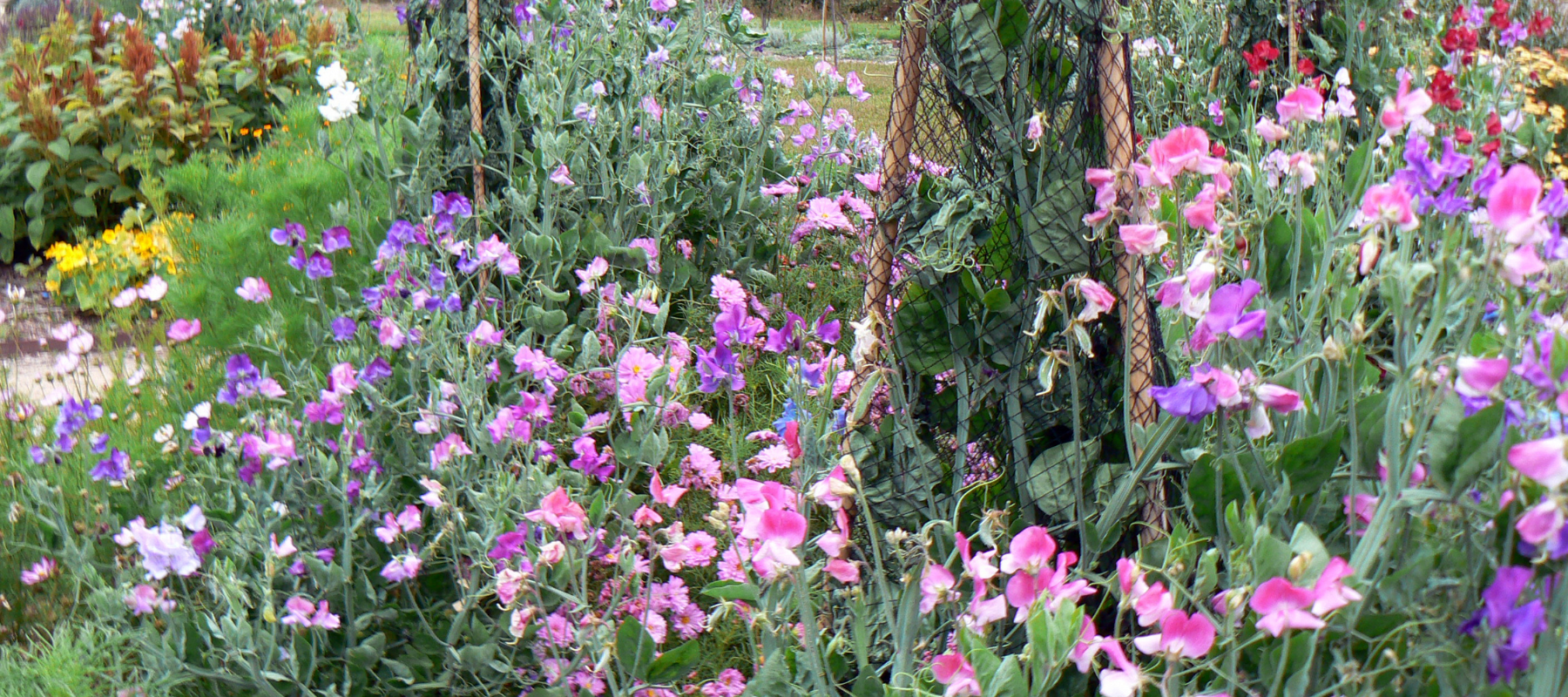 Sweet peas growing in the trials garden