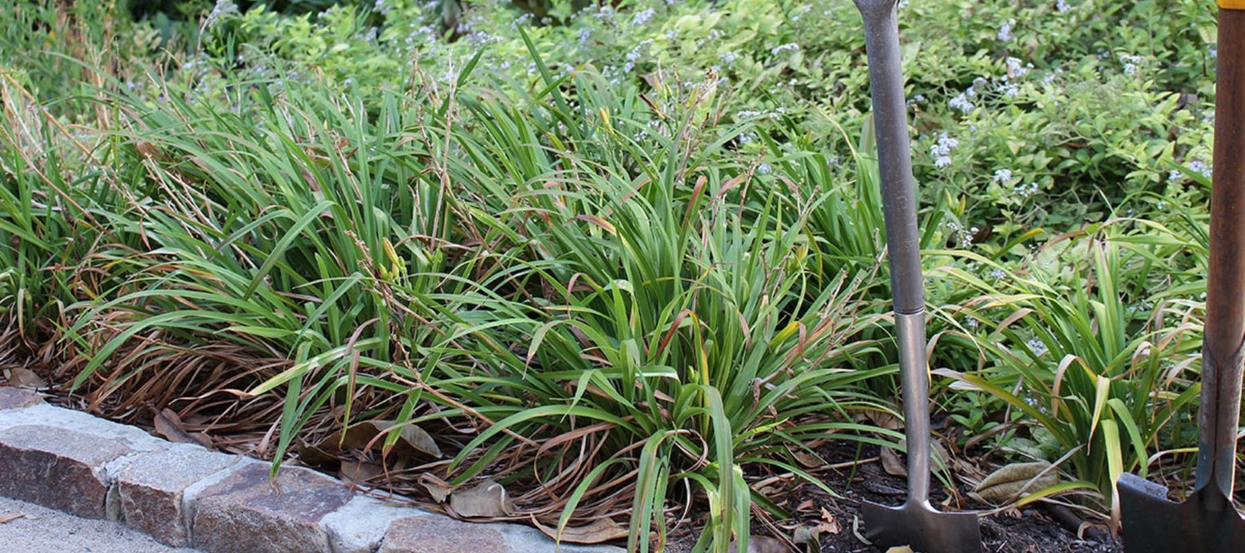 Dividing perennials