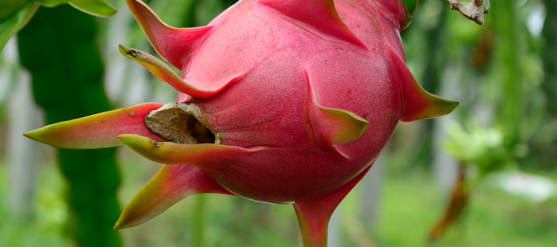How to Grow Dragon Fruit