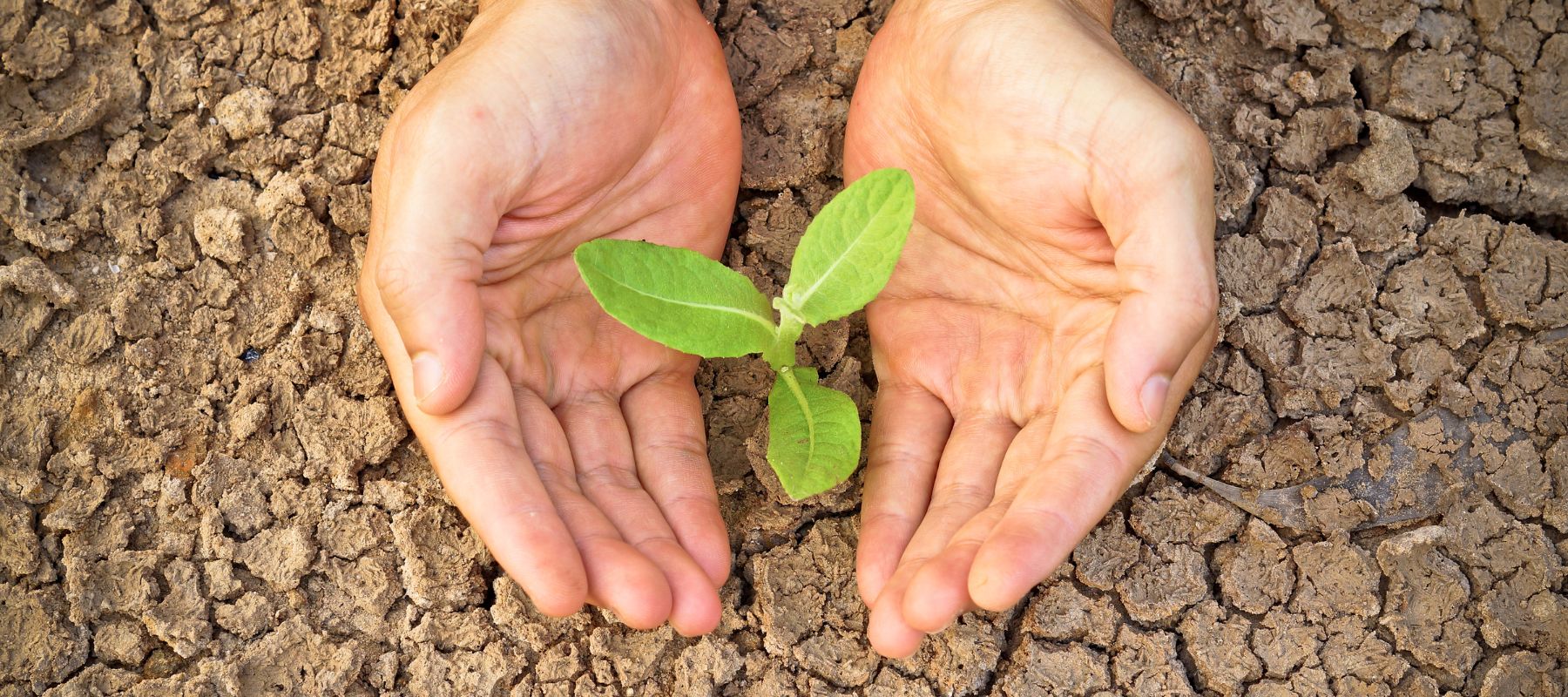 8 tips to drought-proof your garden