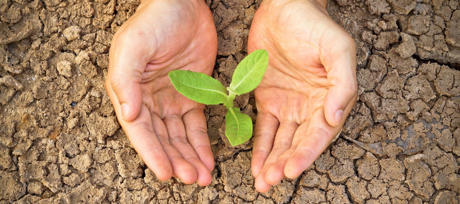 8 tips to drought-proof your garden