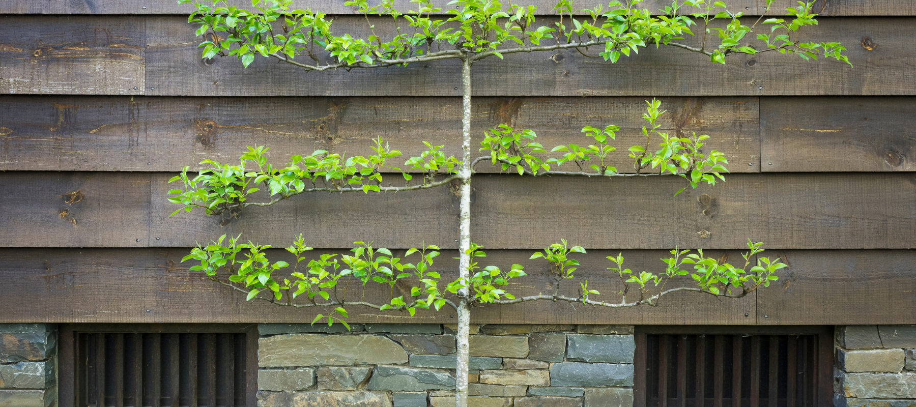 Espalier fruit tree
