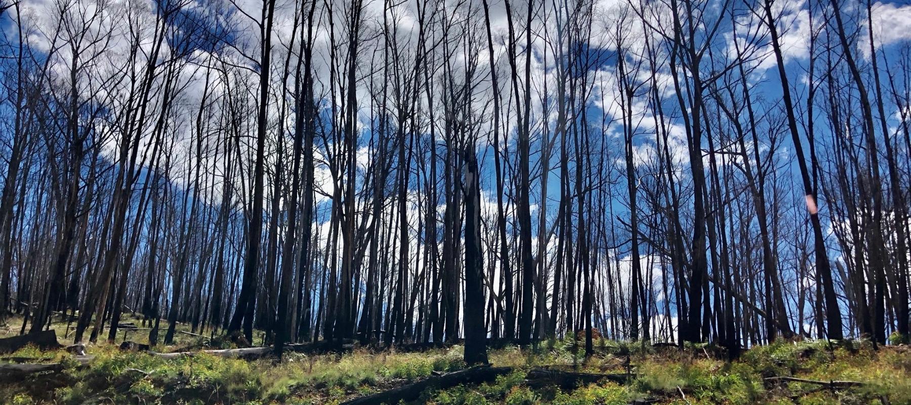 Burnt eucalypts