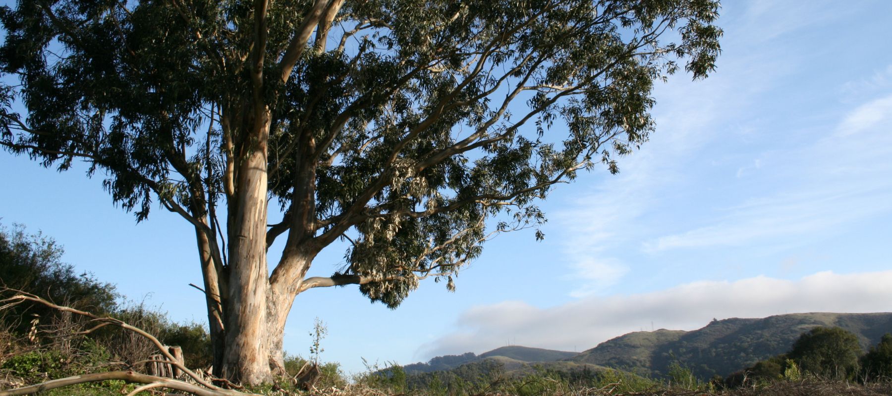 Eucalyptus – friend or foe?
